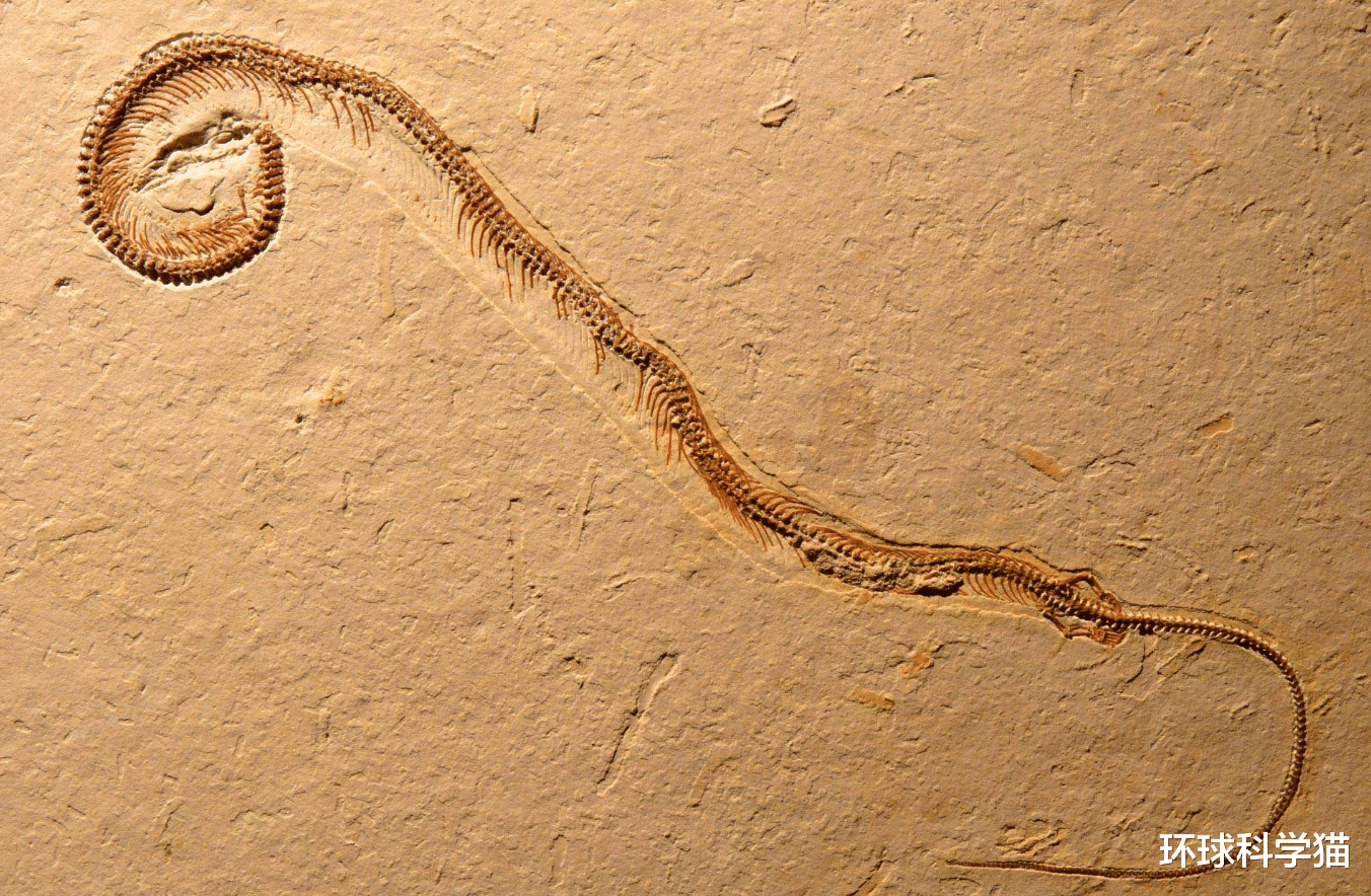 毒蛇|蛇最长可活40年？中国十大毒蛇有哪些？