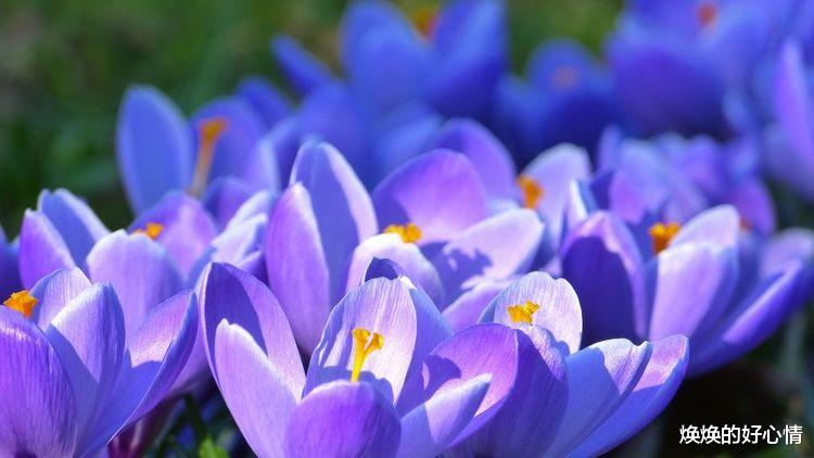 运势|8月过完，不会再遇到烂桃花的星座，相守真爱，幸福不再缺席