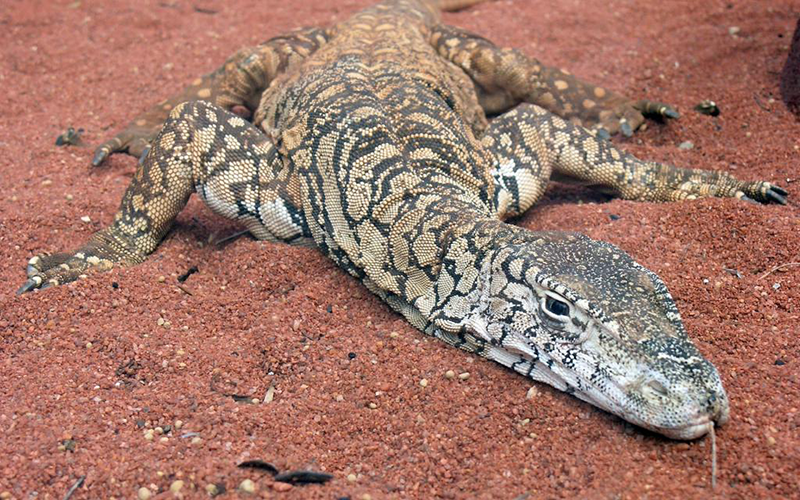 澳洲巨蜥活吃求生者图片