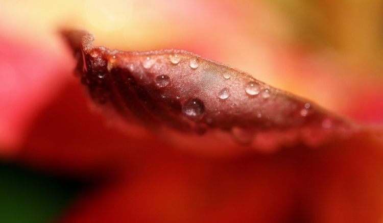 「生肖」预计4月初，缘分桃花比比皆是，收获称心如意爱情的3大生肖！