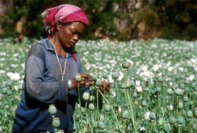 臆说古史|毒品的源头就在“金三角”，为什么不派军队剿灭？其实答案很简单