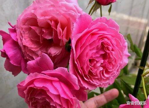 「狮子座」未来9天，旧爱不忍，见证真心，3星座不再犹豫，重新点燃爱情