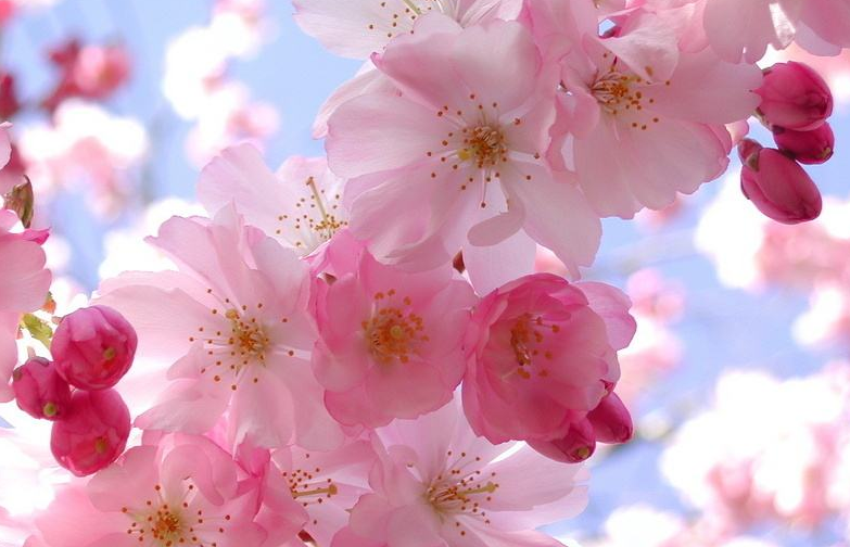 运势|8月上旬这三生肖运势旺盛，喜事接二连三，事事顺利