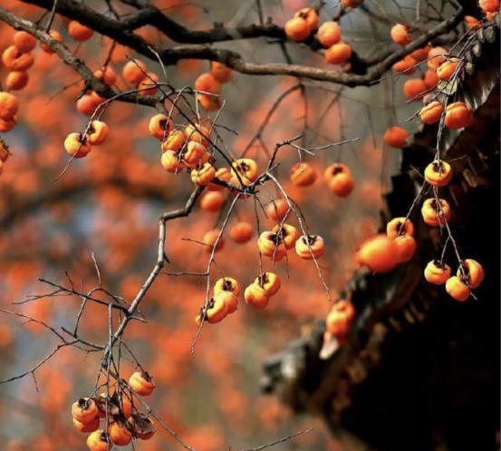 九寨沟|拥有600年历史的古村，却藏在深山里面。但是一到秋天就火了！