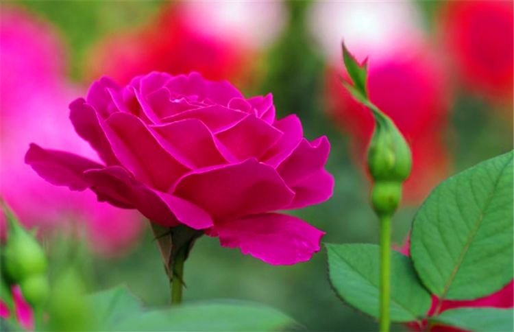 运势|天生“凤凰命”的3生肖女，注定要被丈夫宠爱，能够一生幸福