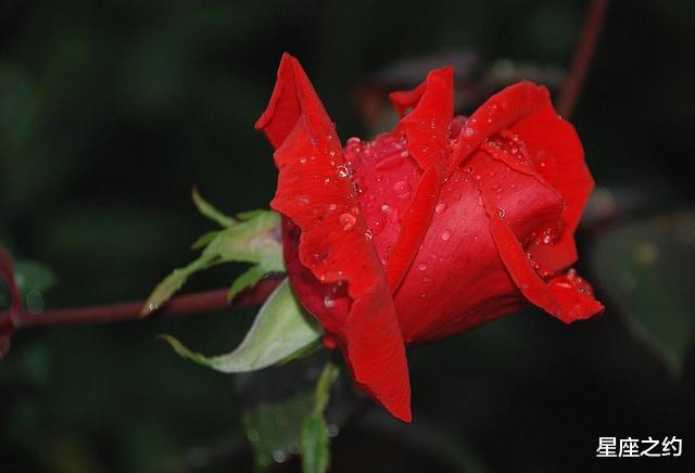 运势|在8中旬,情深意重,心甘情愿,绝不后悔的三大星座