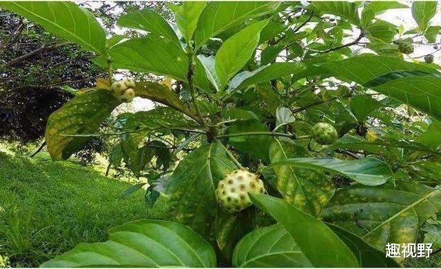 水果|世界上最恶心的水果，吃一口有种生不如死的感觉，榴莲都比它清新