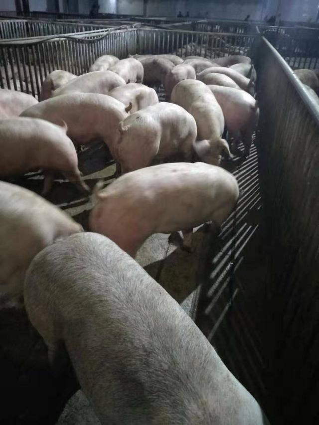 生猪价格：警惕，明天猪市风险来袭！新一轮跌价已在路上？附：6月21日猪价