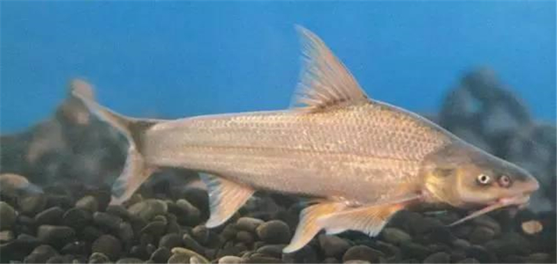 |我国“最惨”的鱼,因味道太好被吃到濒危,价格飙升至180元一斤