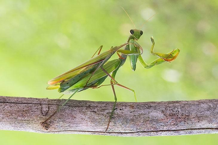 科学家|母螳螂为什么要吃掉自己的丈夫