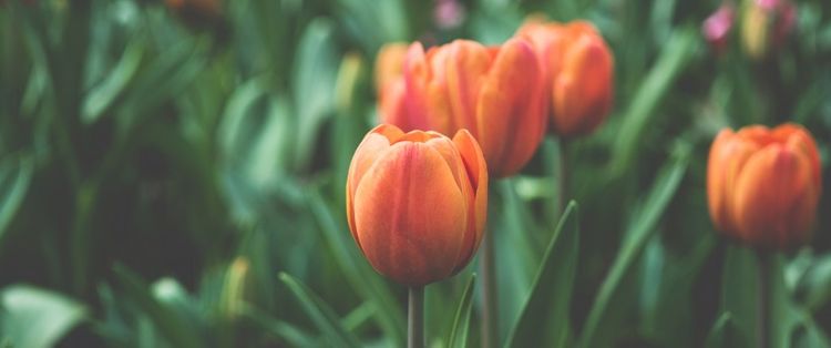 「生肖」7月运势逆袭，赚钱的能力十分强旺，贵人运助身的四属相