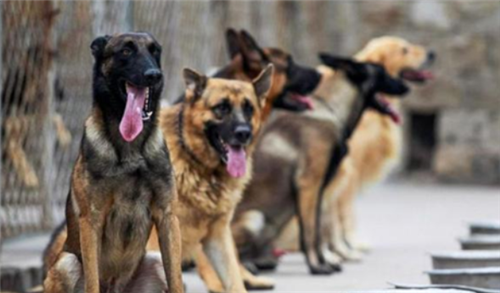 「特种兵」全球最严酷的军校，训练用真枪，毕业率不到2成，各国仍抢着入学