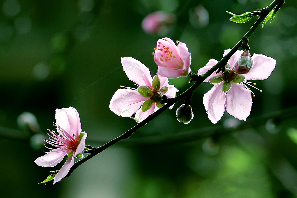 运势|9月，喜鹊叫，贵人到，3个星座苦尽甘来，接捧好运气！