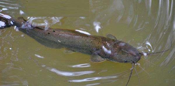 『』2-30斤的大鱼，钓获后为何扔掉？因为光鲜背后，有苦说不出！