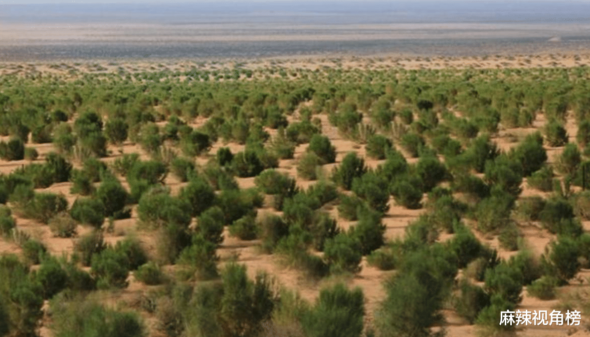 马云|马云20亿打造的蚂蚁森林,已经种4年了,现在沙漠变成什么样了?