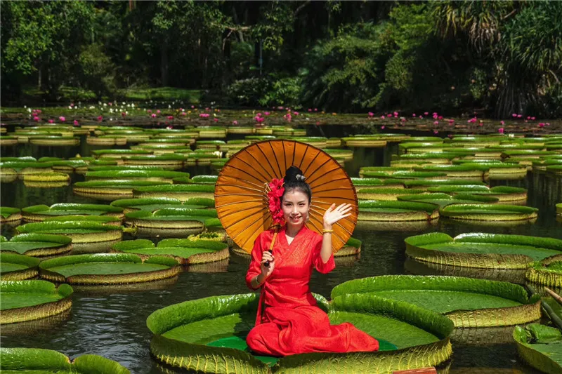 [西双版纳]一叶王莲做轻舟！云南西双版纳王莲竟可以托起傣族成年美女（图）