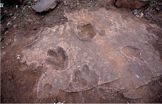 「恐龙」12米长的亚洲足迹被发现，什么生物能长这么大？科学家作出解答