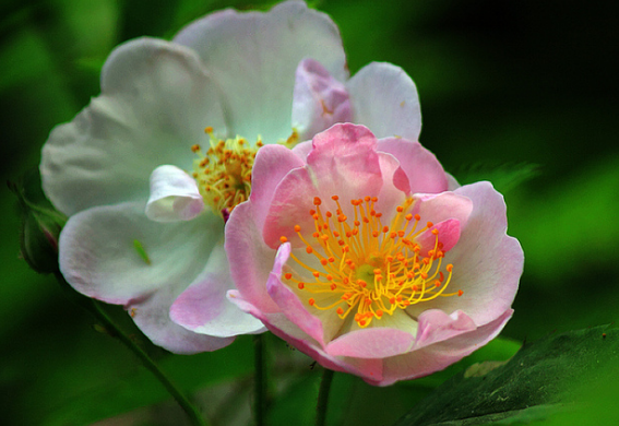 「运势」6月上旬，运势回升，4属相贵人相助，事业稳步上升，万事顺利