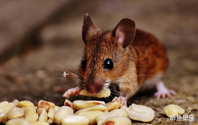 生肖|8月中旬，4生肖横财如雨，意外之喜频频，惊喜不断