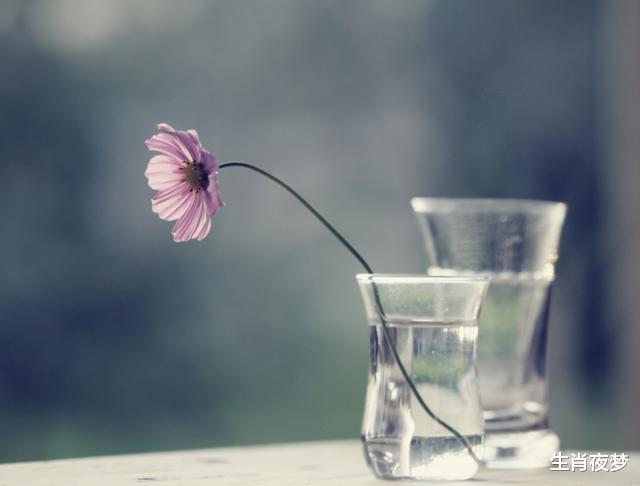 生肖|8月，爱意绵绵，无法割弃，3生肖期待良缘再续，欺骗旧情人回头