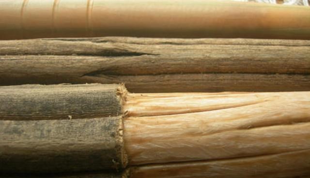 |地球上只剩一棵的“神树”,就在中国,一两黄金换不到一两木屑