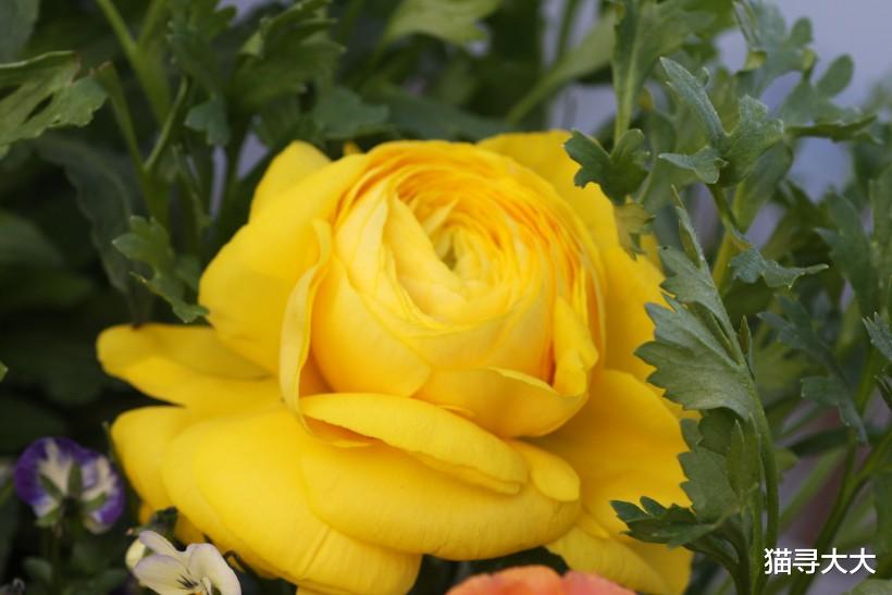 「生肖」未来8天桃花遍地开,姻缘连连来,4生肖与旧爱重归于好,幸福牵手