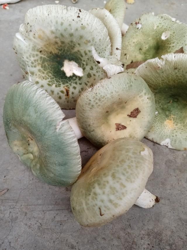 蘑菇|你对野生蘑菇有多少了解？