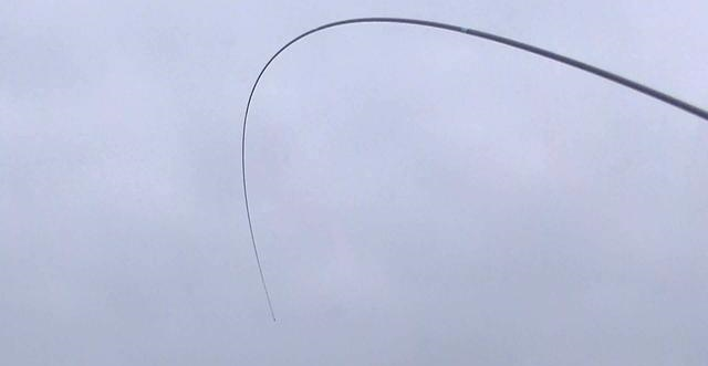 饵料|巨型青鱼王？因青鱼太大搬不动，最后动用担架才将鱼抬走