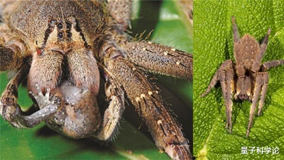 毒液:世界最毒蜘蛛,男性被咬后,会引发持续数小时的「生理反应」