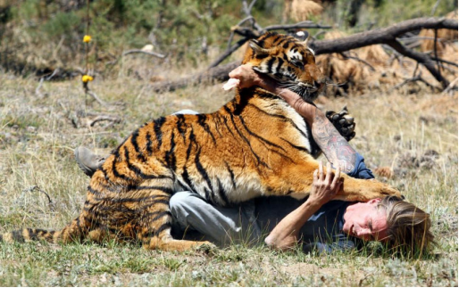 |为啥老虎吃了人就一定得杀掉？科学家警告：绝对不能手软