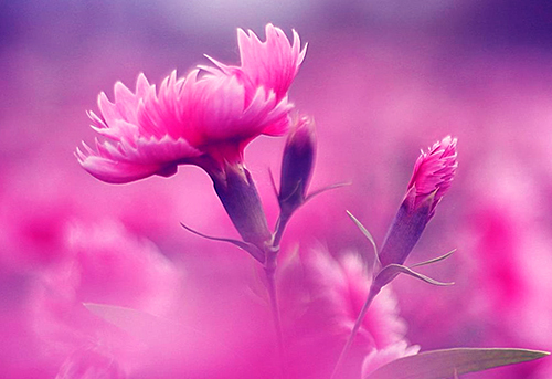 生肖|八月开始,事业上升,爱情甜蜜的3个星座