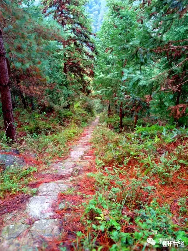 温州@温州铁坑古道，一条横亘于永嘉青田深峡的水瀑古道
