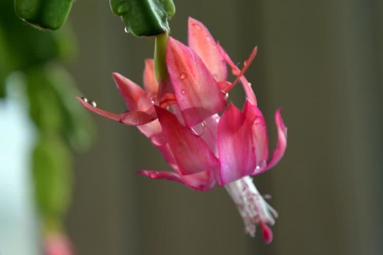 『金牛座』4月开始财运旺盛，机遇多多，事业步步高升的四大星座