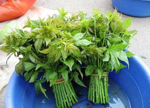 #野菜#这菜浑身都是宝，但是很多人都不懂，把它当成野草，遇到也都错过