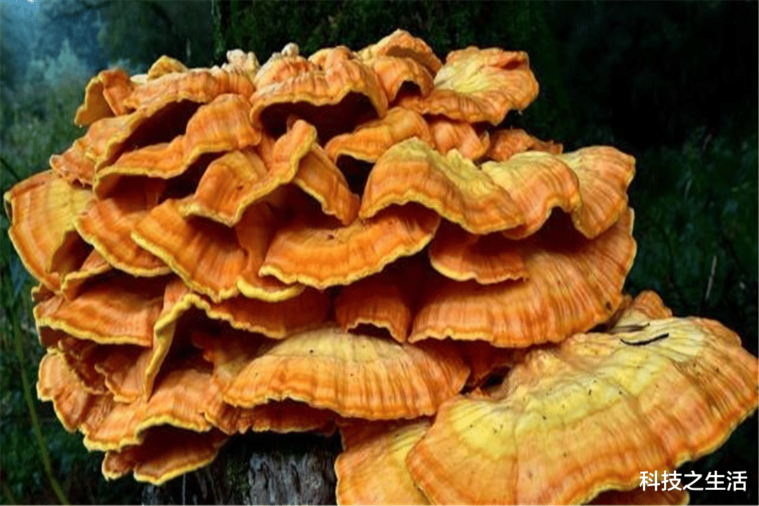 科学家|自然界中最大的生物不是蓝鲸，却是一株蘑菇，已经生长了2400年！