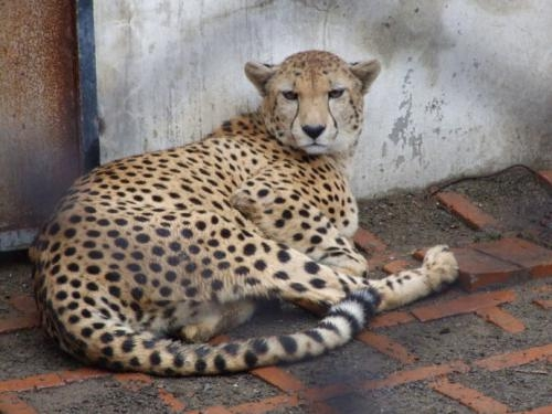 老虎|同为成年，最大的豹子打得过最小的老虎吗？看完你就明白了。
