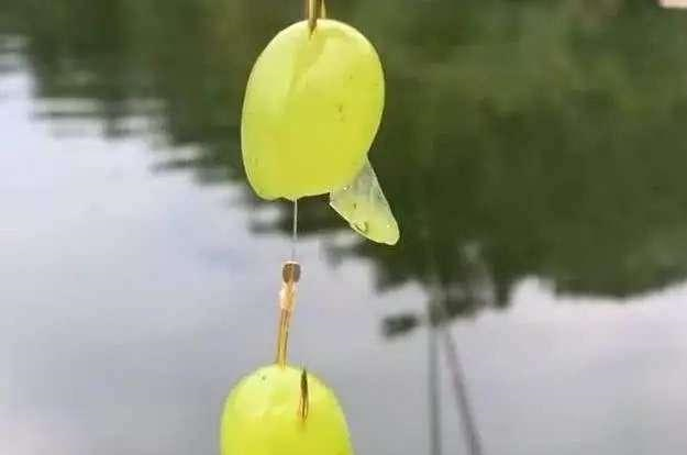 |葡萄能钓鱼？你别不信，鱼塘老板禁止使用，但要用对时机
