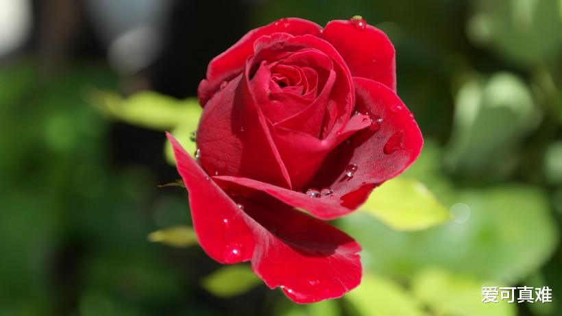 运势@生肖猴：明天起，生活迎来新机遇，桃花不得了，好日子即将到来