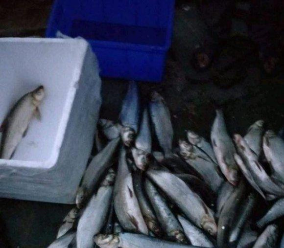 泥鳅|泥鳅钓鱼，这才是真正一天百十斤的疯狂钓法