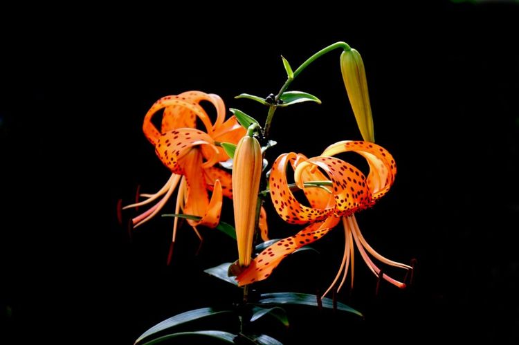 生肖|八月底，桃花“接踵而至”，真爱来到身边，能够顺利脱单的生肖