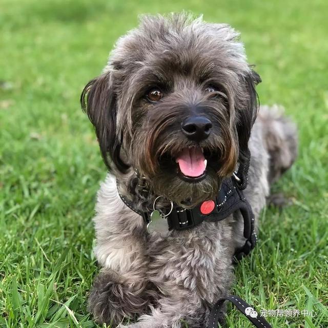 干尸狗狗绝食想结束生命……她每天跟它谈心，接着发生巨变！