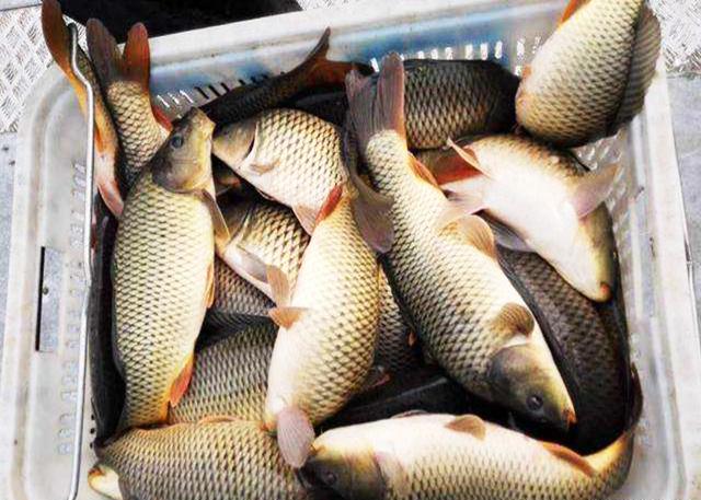 ：黑坑“偷驴”牢记这几点，渔获翻番不是没可能