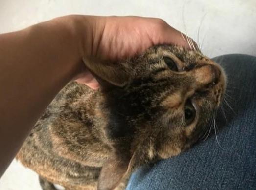 猫咪因为车祸而瘫痪，但依旧有人选择领养它，用爱创造猫咪的奇迹