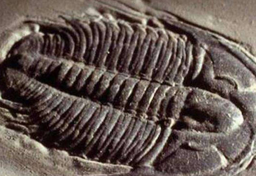 科学家|科学家发现了数亿年前，本不该存在的东西，人类是否要警惕起来？