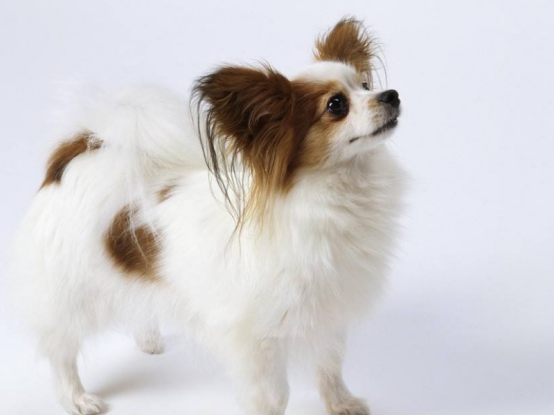 家里的宠物狗都很温顺，即使挨打也不反抗，或许它们也有想法吧