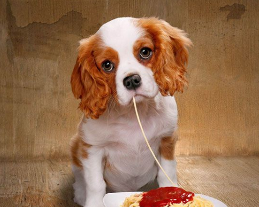 在城市中，狗狗随地大小便成了非常严峻的问题，想解决这个问题，需要注意以下几点！