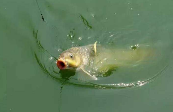 饵料|黑坑钓鱼“必杀技”麻团钓法的应用技巧分析，上鱼速度没话说