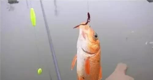 饵料|老钓手教你选择蚯蚓饵应随机应变——盛世三渔