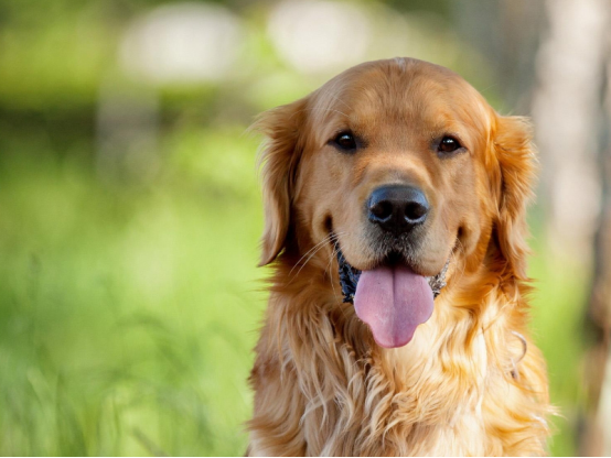 金毛犬优点很多，如果训练的好，绝对让你无法抗拒
