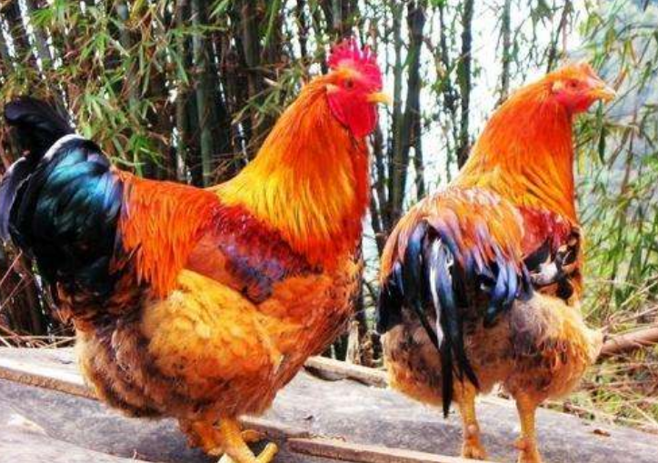 『科学家』如果人类不吃鸡，鸡能活到多少岁？科学家的答案让人难以置信